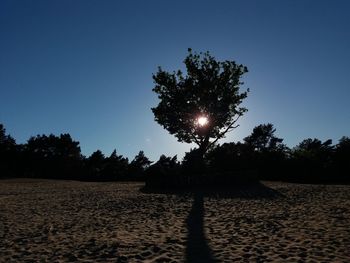 Silhouette trees on sand against clear sky