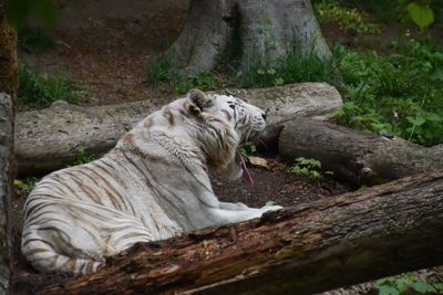 Cat relaxing in a forest