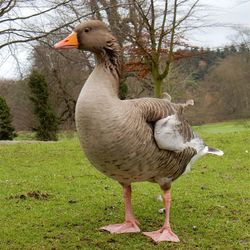 Bird on grassy field