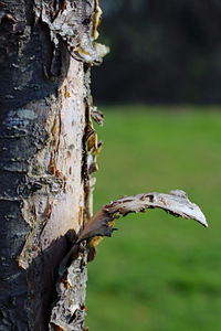 Close-up of tree trunk