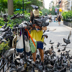 Full length of pigeons flying