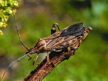 Close-up of butterfly on branch