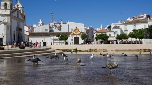 Birds in water against clear blue sky