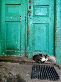 Cat lying on closed door