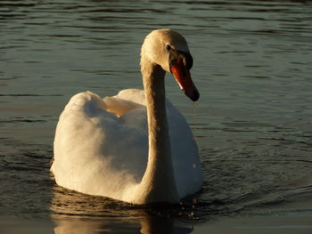 Close-up of swan swimming on lake