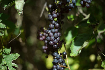 Close-up of berries growing on tree