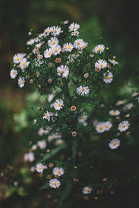 Close-up of white flowering plants