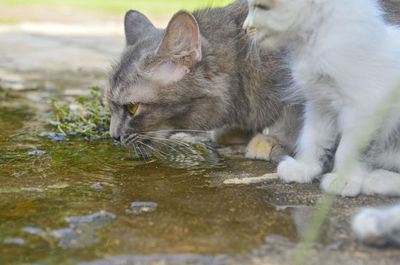 Close-up of a cat drinking water