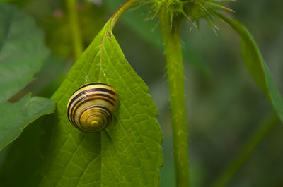 Close-up of snail on leaf