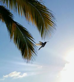 Low angle view of birds flying against sky