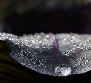 Close-up of water drops on vegetables