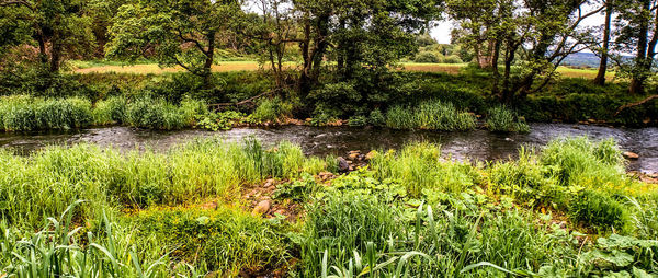 Scenic view of lake in forest