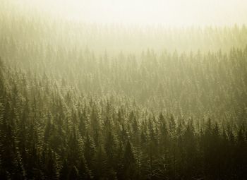 High angle shot of misty landscape