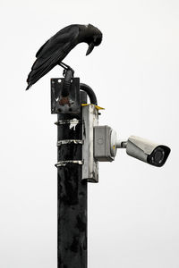 Low angle view of security camera and black crow against clear sky