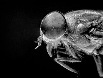 Close-up of insect over black background