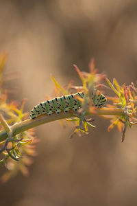 Close-up of caterpillar on a plant 