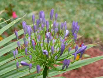 Close-up of purple flowers