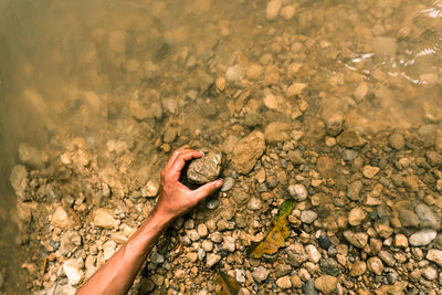 Cropped hand of man holding plant