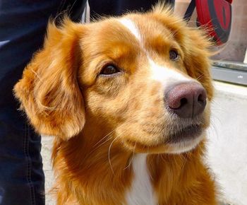 Close-up of dog looking away