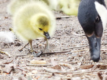 Close-up of a duck