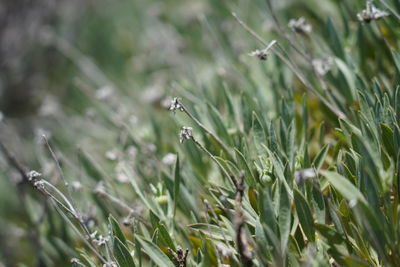 Close-up of lizard on grass