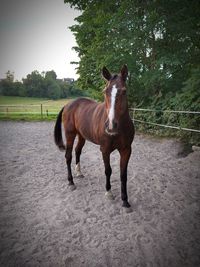 Horse standing in ranch