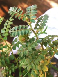 Close-up of leaves