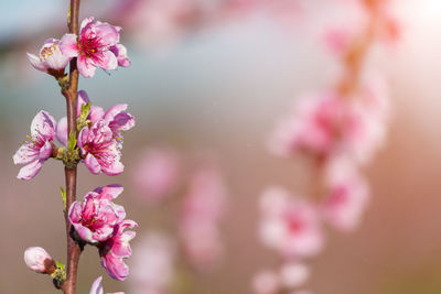 Close-up of pink cherry blossom