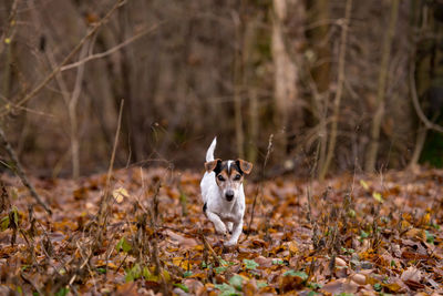 Portrait of a dog on field