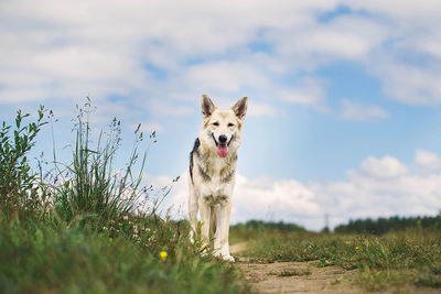 Portrait of dog on field against sky