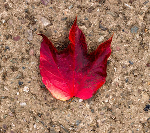 High angle view of maple leaf on red autumn leaves