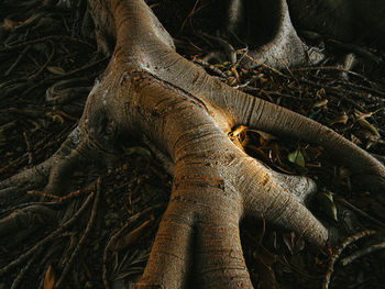 Close-up of tree trunk