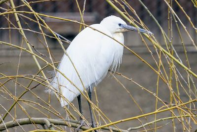 Close-up of bird perching on a plant