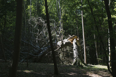 View of a forest