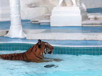 Side view of a tiger in swimming pool