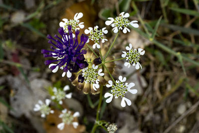 Close-up of white flowering plant