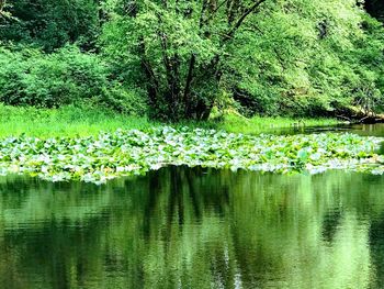 Scenic view of lake in forest