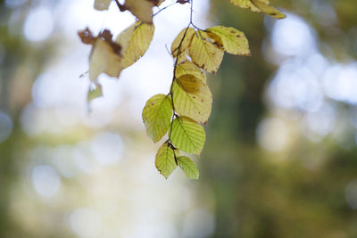 Close-up of leaves on tree