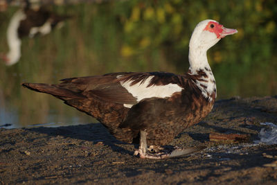 Close-up of a bird
