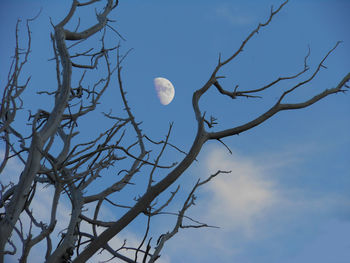 Low angle view of bare tree against sky