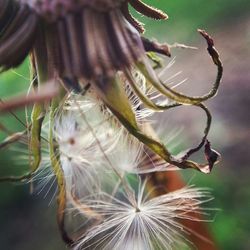 Close-up of dandelion