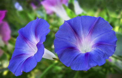 Close-up of purple flowers blooming