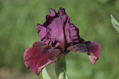 Close-up of purple flowering plant