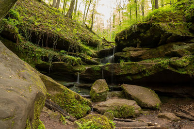 Moss growing on rocks in forest