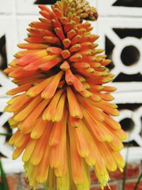 Close-up of yellow flower