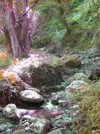 Stream flowing through rocks in forest