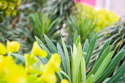 Close-up of yellow flowers growing in field