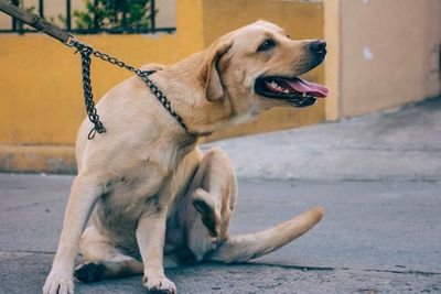 Dog sitting on footpath