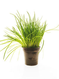 Close-up of potted plant over white background