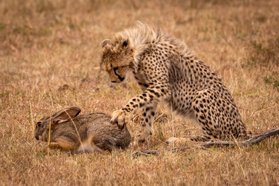 Young cheetah playing with hare on field